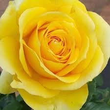 Ht/Rg Saint Patrick Rose