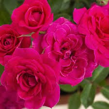 Min Sunblaze Dragon Rose