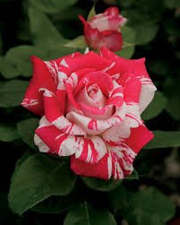 Neil Diamond Rose