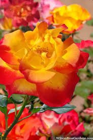 Fl Sunset Horizon Rose