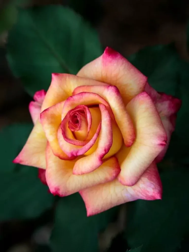 Dream Come True Rose