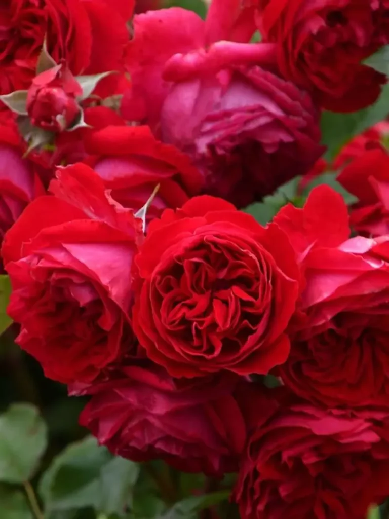 Floribunda Express Rose