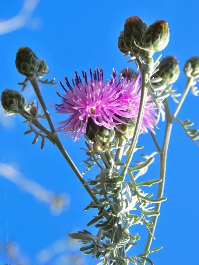 Gymnocarpium (Oak Fern)