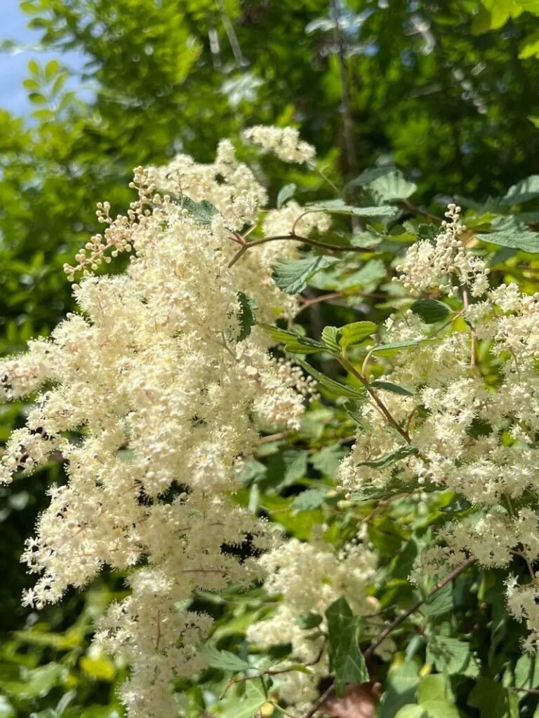 Holodiscus discolor (Oceanspray)