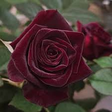 Ht/Gr Black Baccara Rose