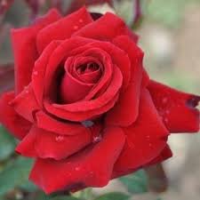 Ht/Rg Dolly Parton Rose