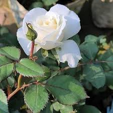 Fl White Veranda Rose