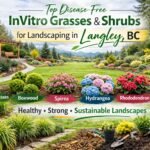 Disease-free InVitro grasses and shrubs used for landscaping in Langley, BC, featuring ornamental grasses, boxwood, hydrangea, and spirea in a professionally designed garden setting.