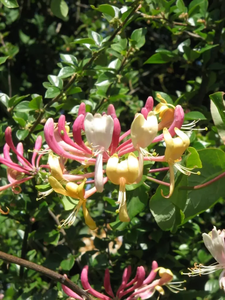 Lonicera caerulea (Honeyberry)