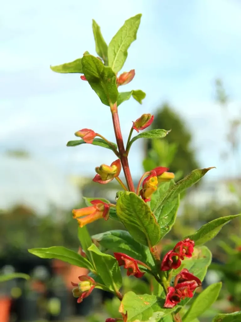 Lonicera involucrata (Twinberry Honeysuckle)