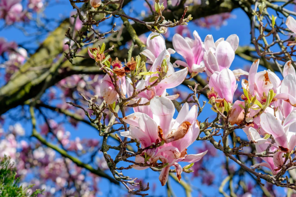 Cold-Hardy Magnolia Plants for Ottawa Landscapes Grown Through In Vitro Technology