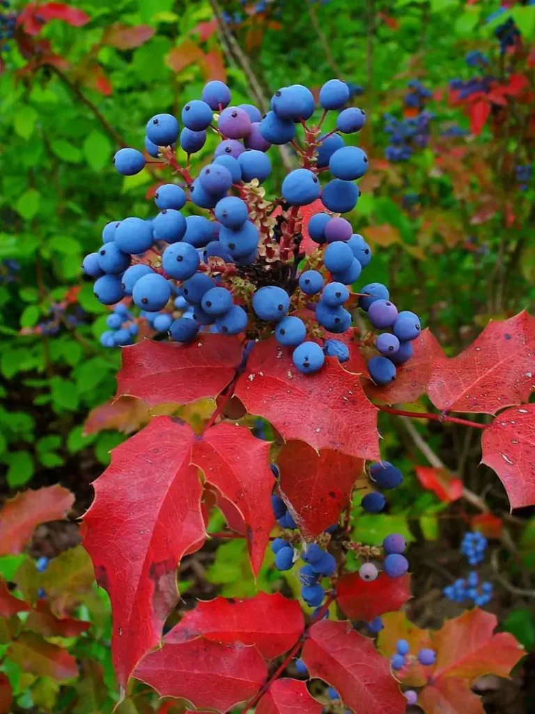Mahonia aquifolium (Oregon Grape)