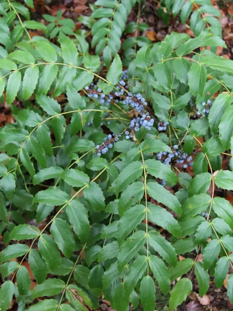 Mahonia nervosa