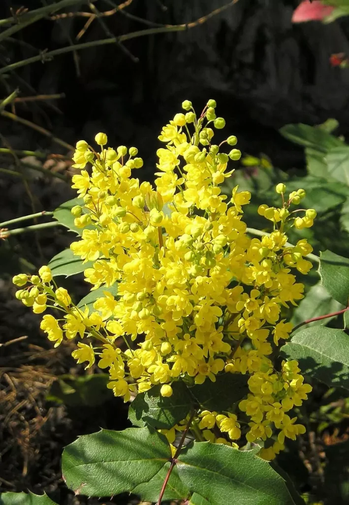 Mahonia repens