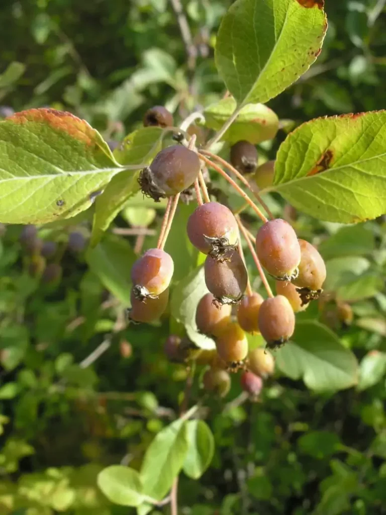 Malus fusca (Pacific Crabapple)