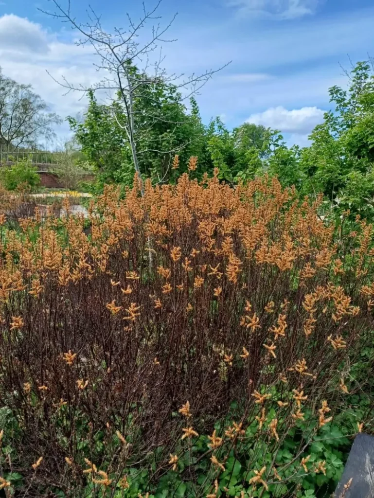 Myrica gale (Sweetgale)