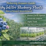 Pickering InVitro blueberry plants grown through tissue culture with fresh blueberries in field background, showcasing disease-free and uniform commercial growing solutions