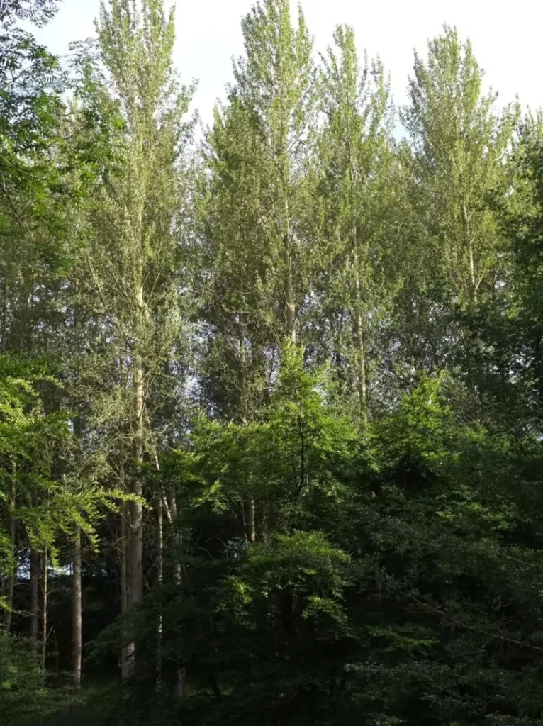 Populus balsamifera ssp. trichocarpa (Black Cottonwood)