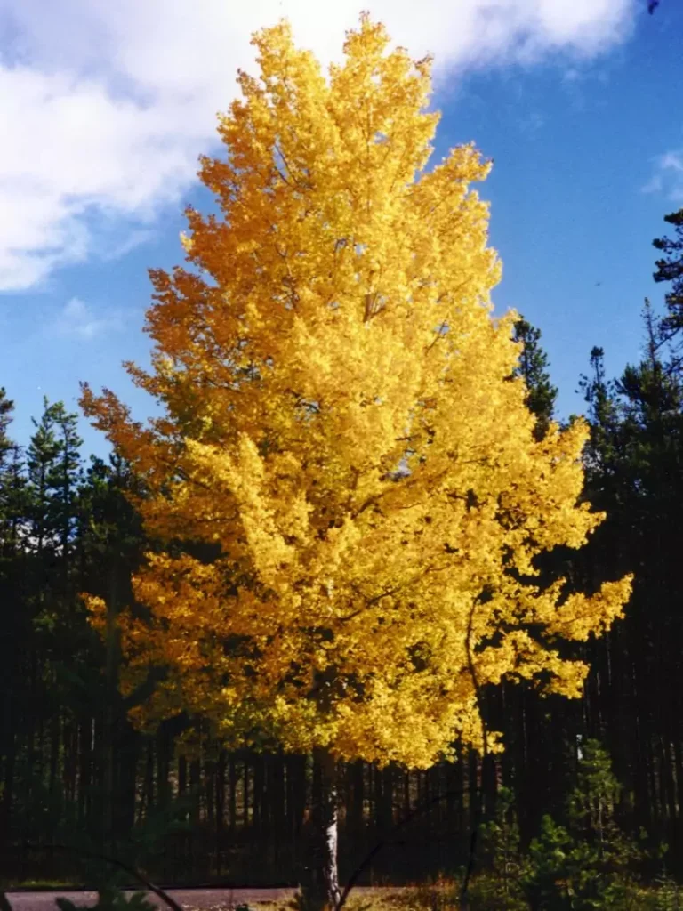 Populus tremuloides (Quaking Aspen)