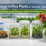 Premium InVitro plants in Toronto featuring ornamentals, shrubs, perennials, raspberry and blueberry plants grown through tissue culture in a laboratory environment