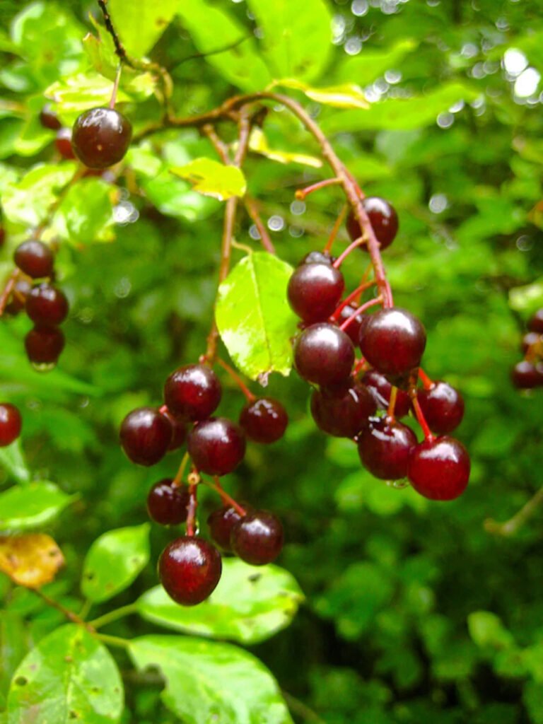 Prunus virginiana (Chokecherry)