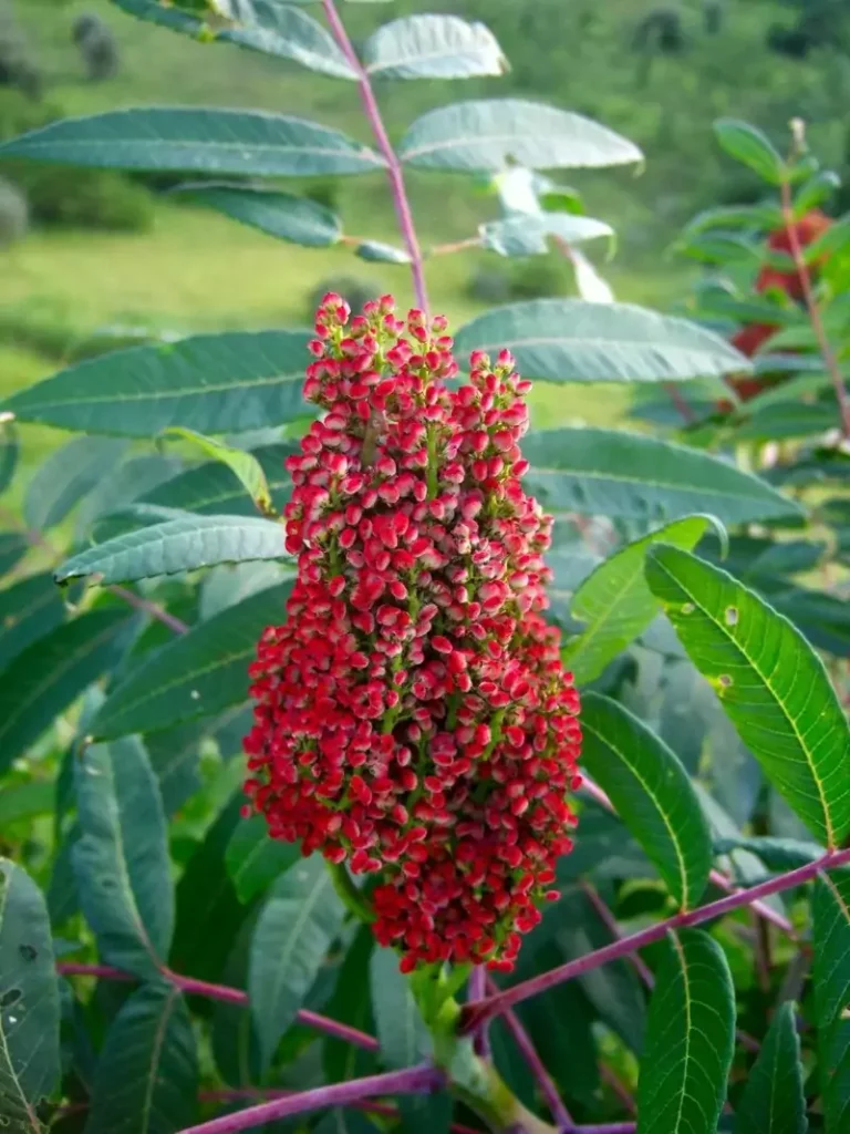 Rhus glabra (Smooth Sumac)