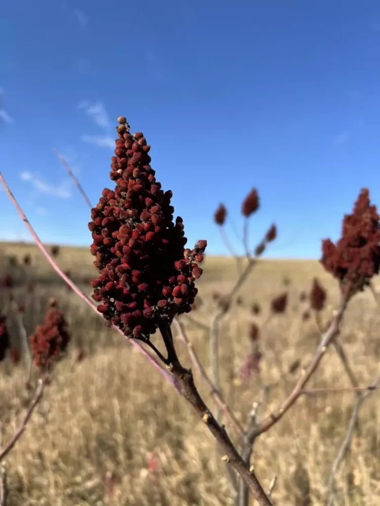 Rhus typhina (Staghorn Sumac)