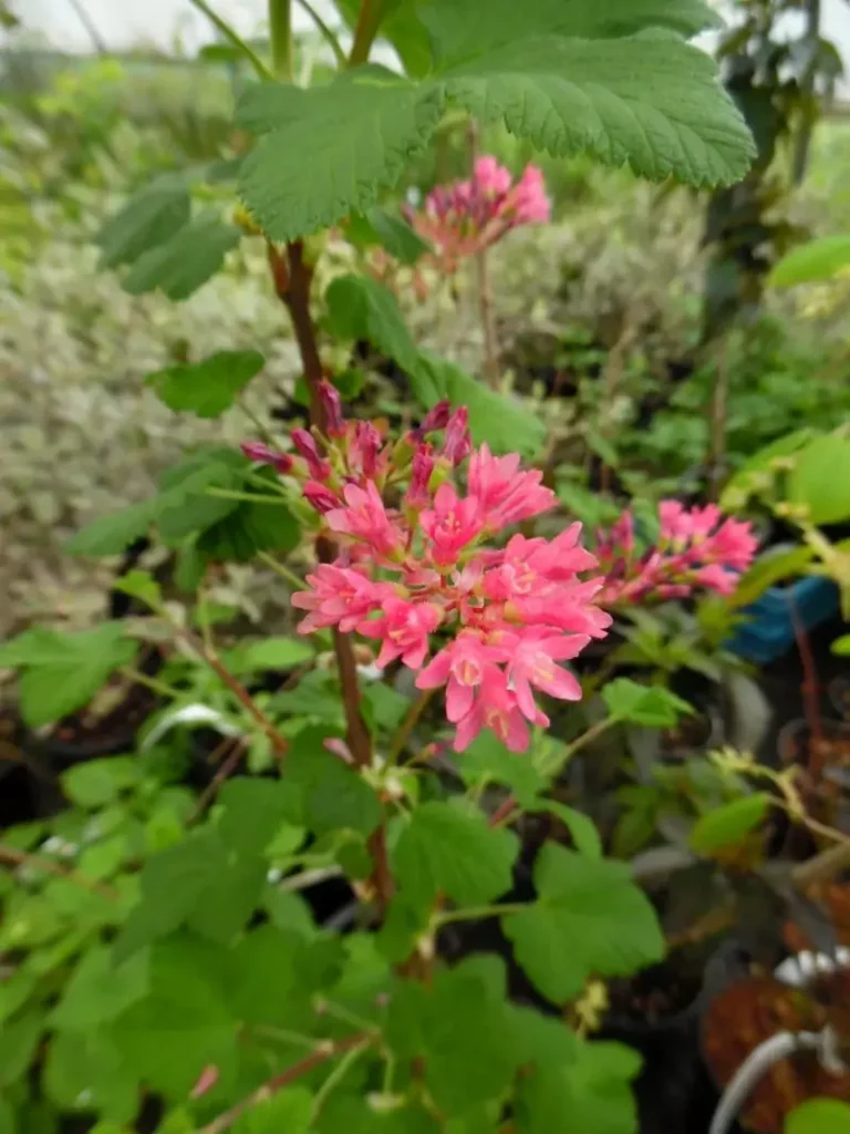 Ribes ‘Edward King VII’