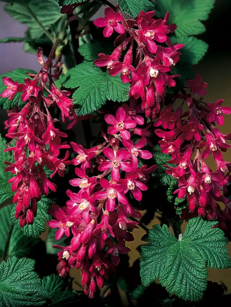 Ribes sanguineum (Flowering Currant)
