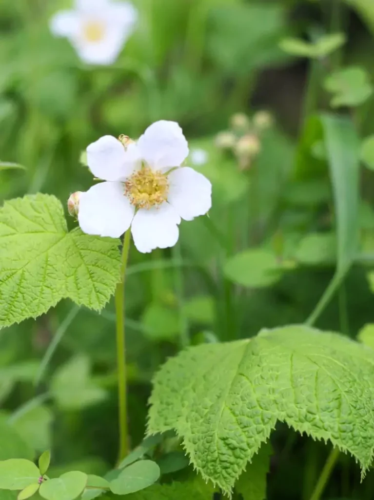 Rubus parviflorus (Thimbleberry)