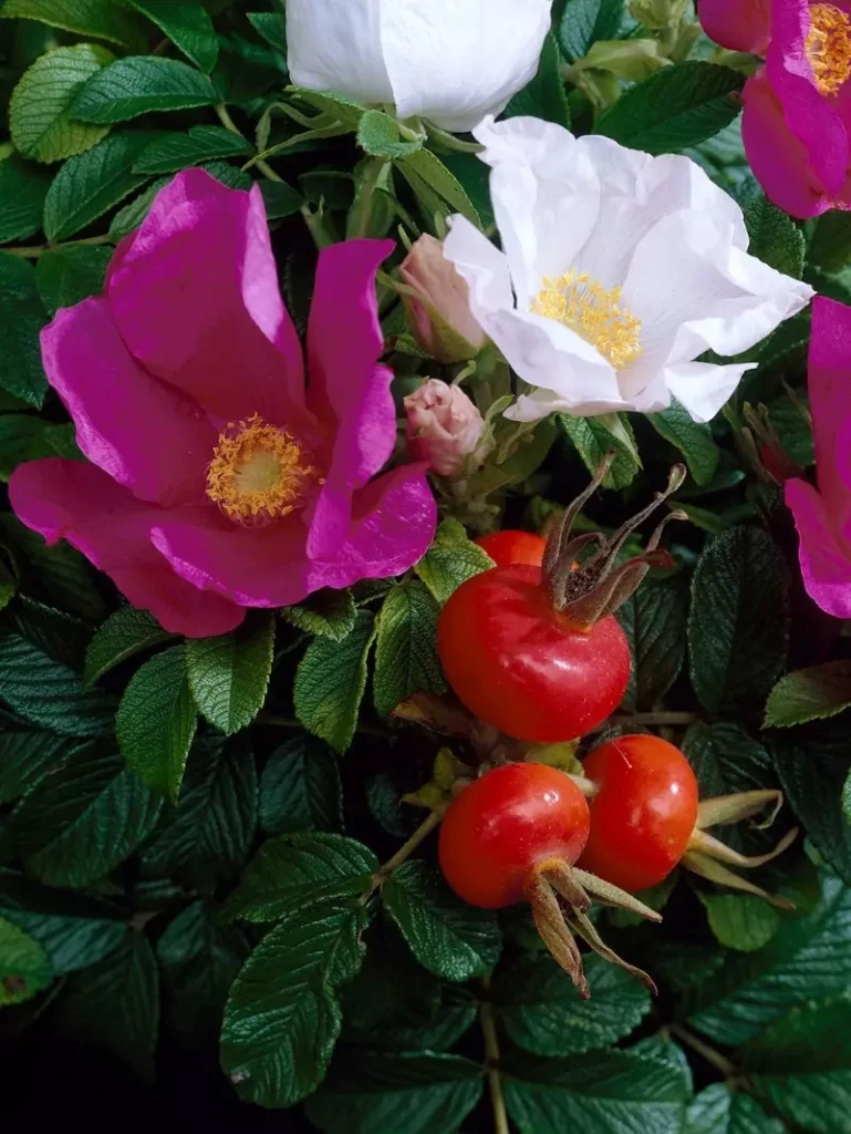Rosa rugosa (Rugosa Rose)