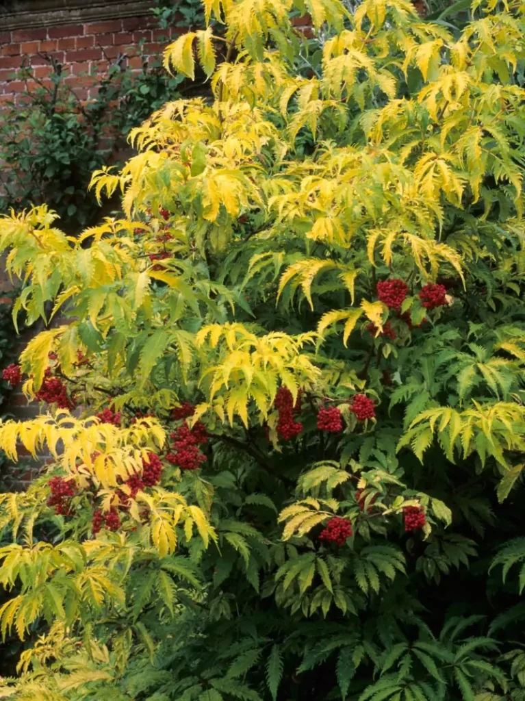 Sambucus racemosa (Red Elderberry)