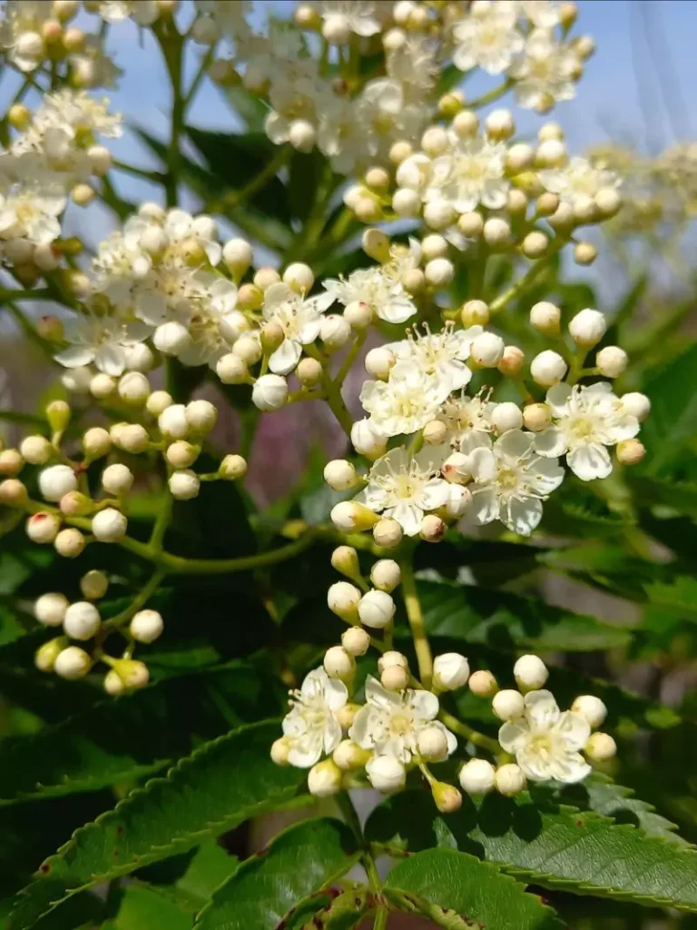 Sorbus americana (American Mountain Ash)