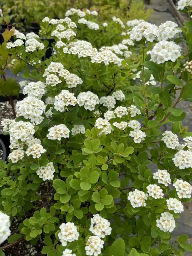 Spiraea betulifolia (Birchleaf Spirea)