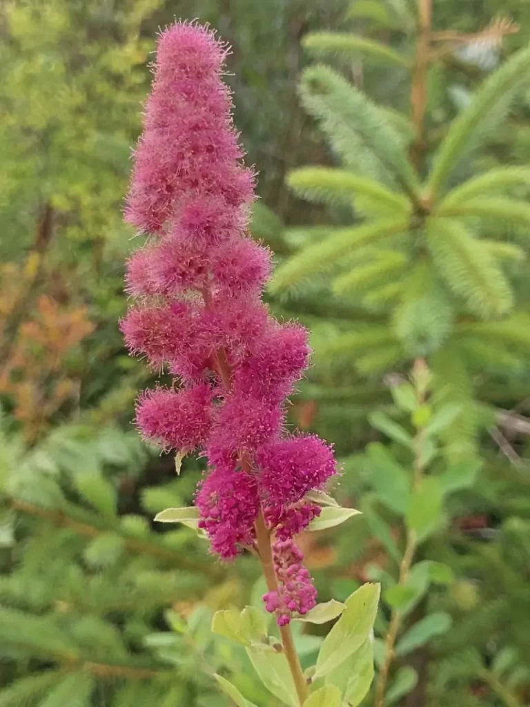 Spiraea douglasii (Douglas Spirea)