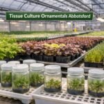 Tissue Culture Ornamentals Abbotsford greenhouse with uniform ornamental plants in commercial production