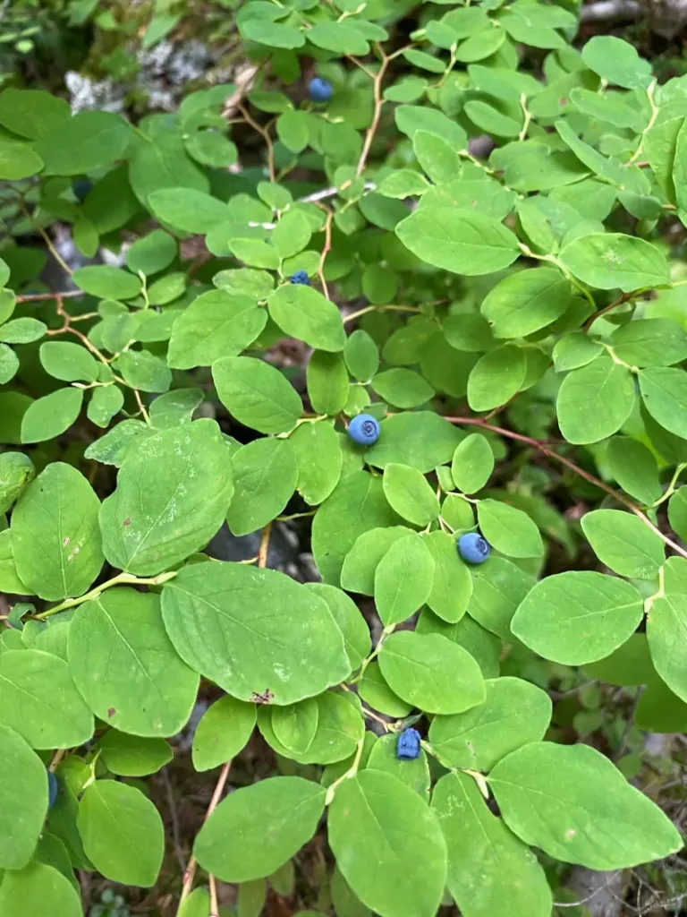 Vaccinium ovalifolium (Oval-leaf Blueberry)