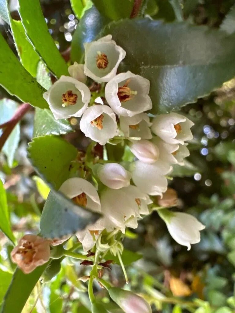 Vaccinium ovatum (S)