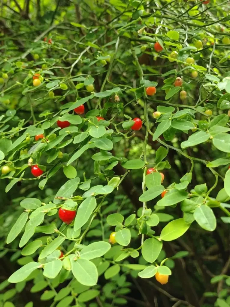 Vaccinium parvifolium (Red Huckleberry)