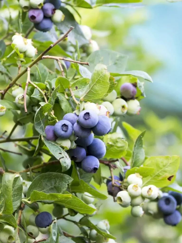 Vaccinium Patriot