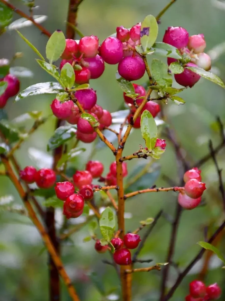 Vaccinium Pink Lemonade