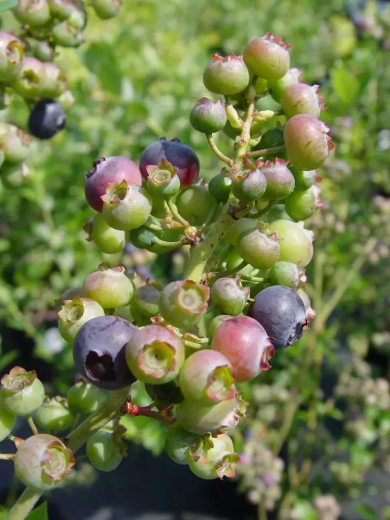 Vaccinium Reka