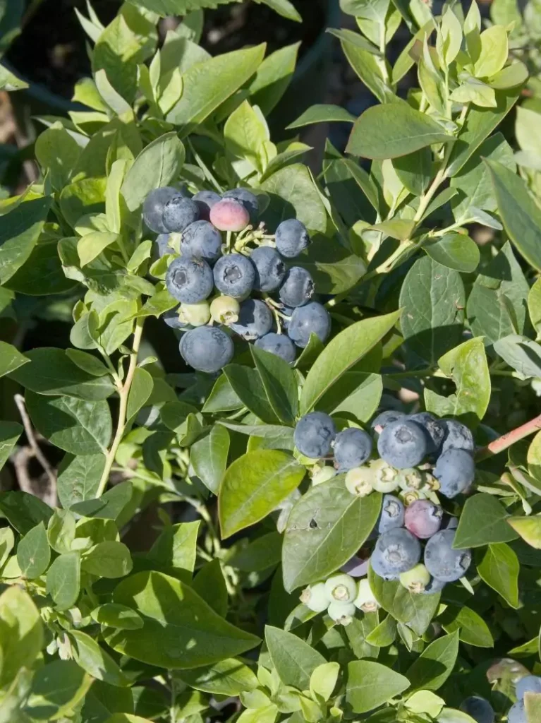 Vaccinium Sharp Blue
