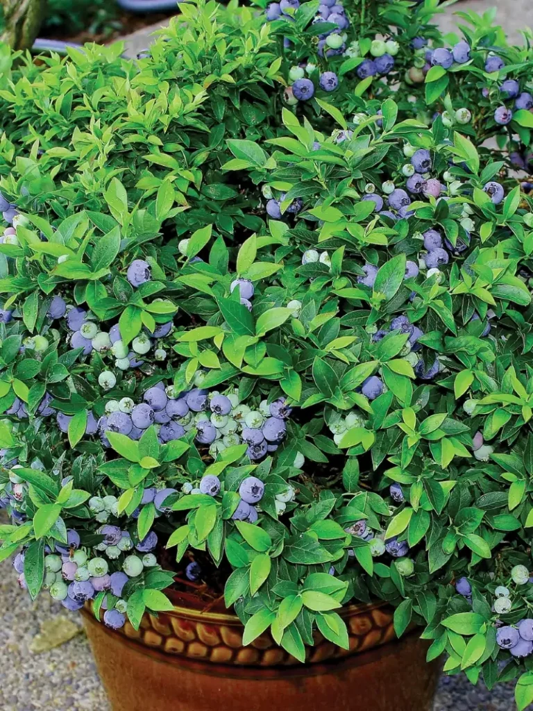 Vaccinium ‘Top Hat’