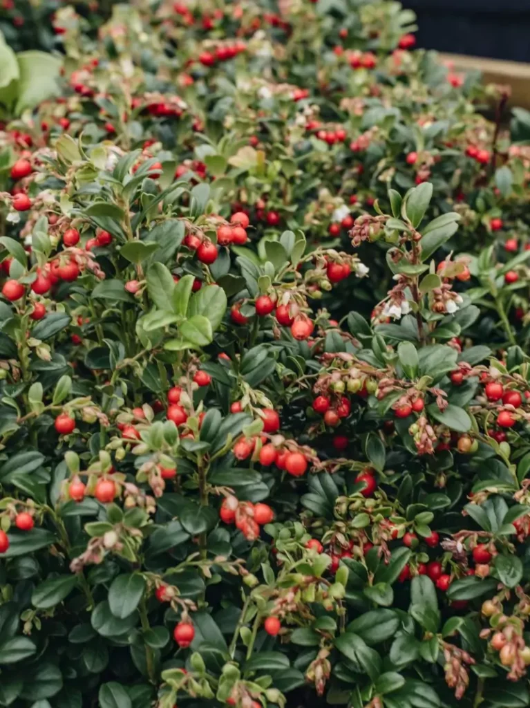 Vaccinium vitis-idaea (Lingonberry)