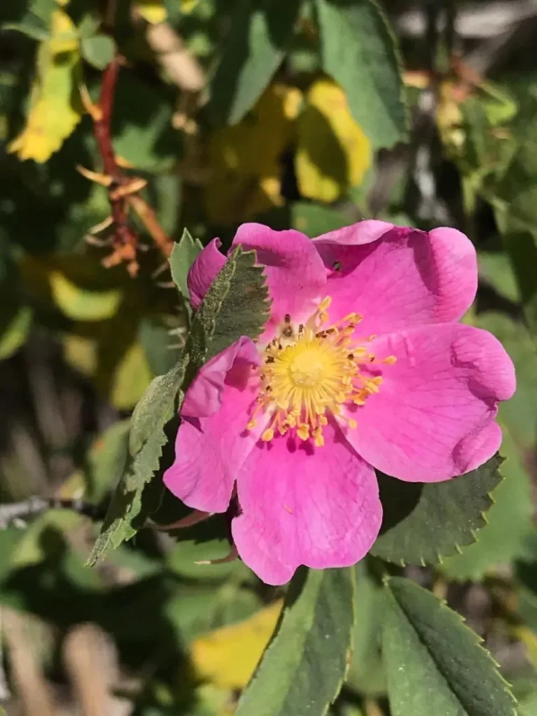 Rosa woodsii (Wood’s Rose)