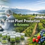 clean plant production in Kelowna using tissue culture plants in laboratory jars