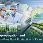 Micropropagation laboratory producing disease-free plants for modern agriculture in Pickering, Canada