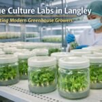 Modern greenhouse crops grown from Tissue Culture Labs in Langley