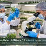 Plant tissue culture process in a laboratory producing clean and healthy plants for Ottawa growers